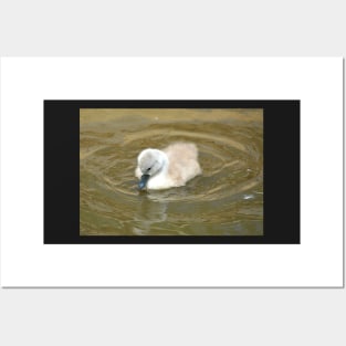 Little Swan Wondering Posters and Art